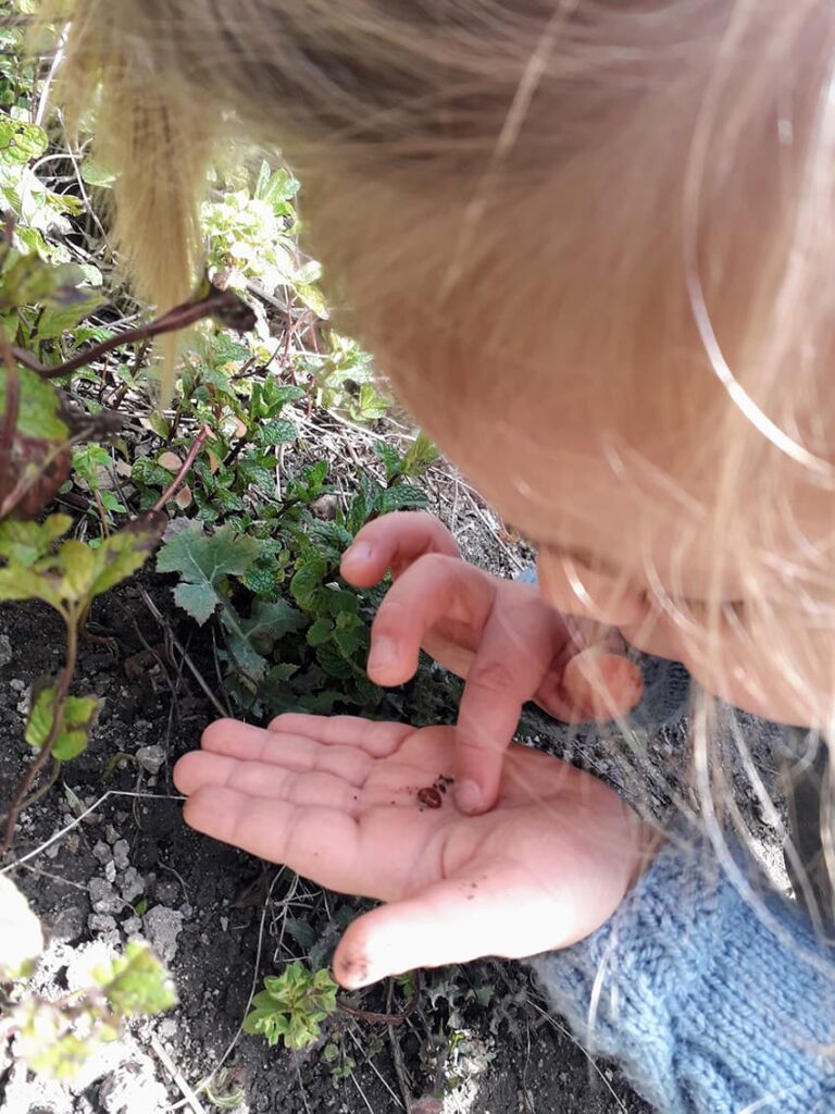 un-huerto-que-late-con-la-infancia-viendo-insectos